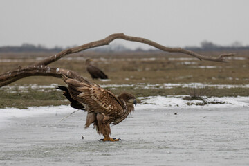 white tailed eagle doing his business on a frozen lake