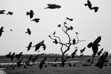 black and white of loads of jackdaws landing with a white tailed eagle sitting on the tree in the background