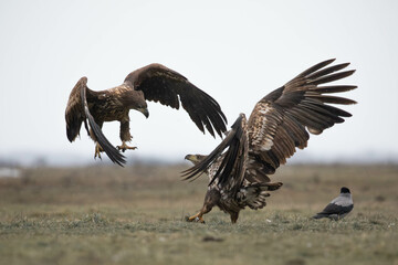 two white tailed eagles fighting
