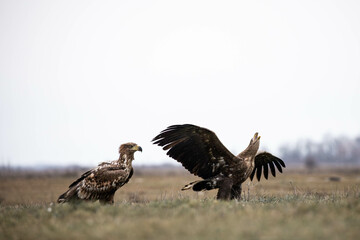 two white tailed eagles on the ground, one of them has the wings spread and is complaining