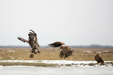two white tailed eagles in flight
