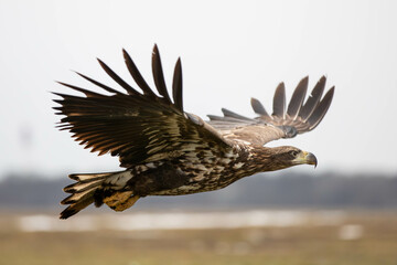 a white tailed eagle in flight