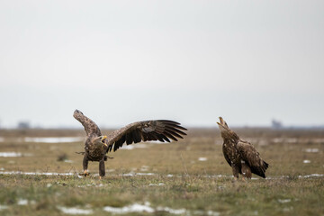 two white tailed eagles on the ground, they seem to be shouting at each other
