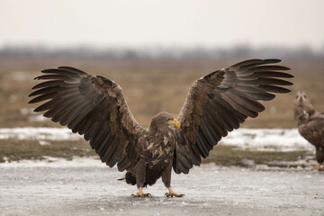a white tailed eagle spreading the wings