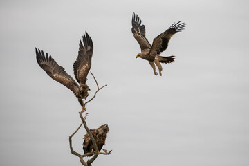 The white tailed eagles trying to fit onto one tree