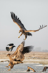 two white tailed eagles and a crow fighting in the air