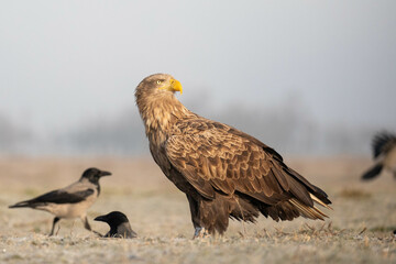 adult white tailed eagle and some crows during a foggy morning