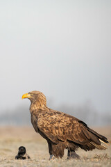 adult white tailed eagle with foggy background