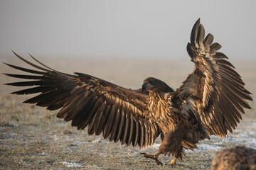 white tailed eagle with wings spread