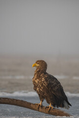 an adult white tailed eagle by a frozen lake on a foggy morning