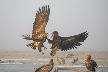 two white tailed eagles fighting in the air in a foggy scenery