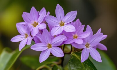 A cluster of small purple wildflowers blooming in a meadow, blossoms, nature, meadow, wildflowers