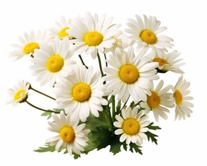Daisies Isolated on White Background - Perfect for Spring and Summer Floral Designs and Nature-Themed Projects