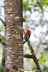 woodpecker on a tree