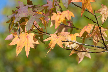 Japanese maple (acer palmatum) leaves in autumn