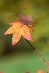 Obraz premium Japanese maple (acer palmatum) leaves in autumn