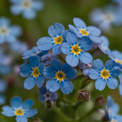 Obraz premium Close-Up of Blue Forget-Me-Not Flowers 