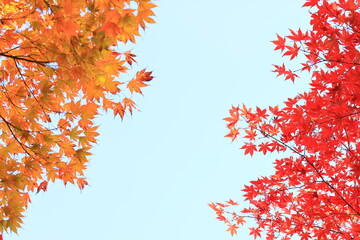 red maple leaves and blue sky
