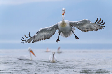 Europe, Greece, Lake Kerkini. Dalmatian pelican prepares to land with its wings outstretched.
