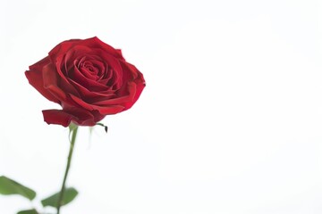 Fototapeta premium Red rose isolated on white background.
