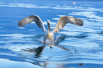 Europe, Greece, Lake Kerkini. Dalmatian pelican lands with wings outstretched.