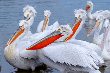 Europe, Greece, Lake Kerkini. Group of Dalmatian pelicans stand in the water at the shoreline.