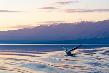 Obraz premium Europe, Greece, Lake Kerkini. Dalmatian pelican flies in the lake surrounded by mountains at sunset.