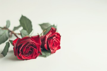 Obraz premium red roses isolated on white background