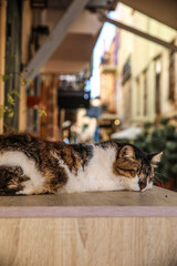 Chania, Crete, Greece. Sleeping calico cat on a ledge