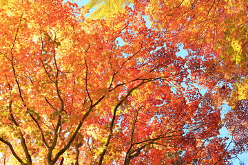 red maple leaves and blue sky
