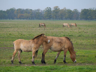 Przewalski's Horse or Takhi on a free range area in the Hortobagy National Park, which is listed as UNESCO World Heritage Site, Hungary.