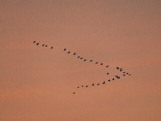 Greylag goose (Anser anser) during autumn, flying to their roosting place in the Hortobagy National Park, which is listed as UNESCO World Heritage Site, Hungary.