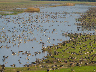 Greylag goose (Anser anser) and Greater white-fronted goose during autumn at a resting and feeding place in the Hortobagy National Park, which is listed as UNESCO World Heritage Site, Hungary.