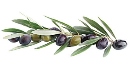 An olive branch with ripe black and green olives, isolated on a white background