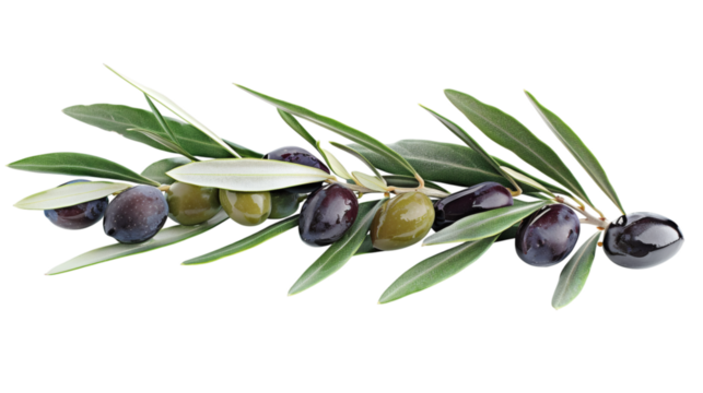 An olive branch with ripe black and green olives, isolated on a white background