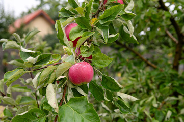 Vibrant apples hang on lush green branches in a serene orchard during a cool autumn afternoon