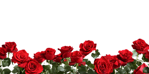Red roses frame border for text and design with copy space, isolated on a transparent background. PNG cutout or clipping path.