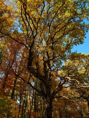 Fototapeta premium Autumn in the forest of the Koszeg mountains (Koszegi Hegyseg) near Velem in the nature park Geschriebenstein-Irottko. Eastern Europe, Hungary.