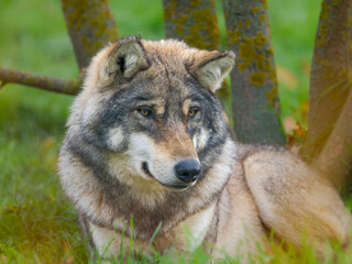 Gray wolf in the wildlife center (Hortobagyi Vadaspark) of the National Park Hortobagy, listed as...