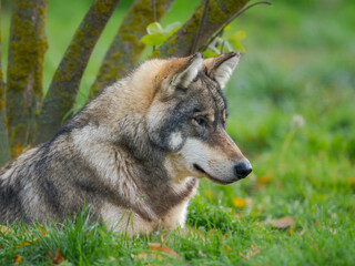 Gray wolf in the wildlife center (Hortobagyi Vadaspark) of the National Park Hortobagy, listed as UNESCO World Heritage Site. Eastern Europe, Hungary.