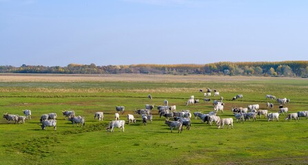 Hungarian grey cattle or Hungarian grey steppe cattle, an old and hardy rare cattle breed in the...