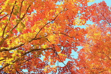 red maple leaves and blue sky