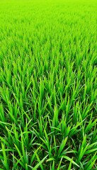 Obraz premium Lush green field of vibrant young plants, densely packed rows reaching towards the sun. A scene of natural growth and agricultural abundance.