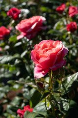 red rose in garden