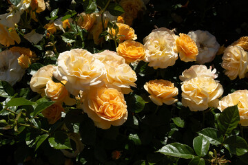 yellow and orange roses