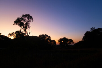 silhouette of trees at sunset