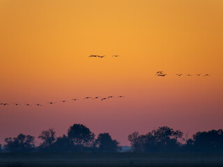 Common cranes returning to their roosting place during a stop during autumn migration. Common crane or Eurasian cranes, Egyek Puszta, UNESCO World Heritage Site. Hungary, Hortobagyi National Park.
