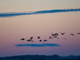 Common cranes returning to their roosting place during a stop during autumn migration. Common crane or Eurasian cranes, Egyek Puszta, UNESCO World Heritage Site. Hungary, Hortobagyi National Park.