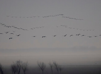 Common cranes returning to their roosting place during autumn migration. Common crane or Eurasian cranes, at the fishponds in National Park and UNESCO Site. Hungary, Hortobagyi National Park, October