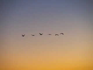 Common cranes returning to their roosting place during a stop during autumn migration. Common crane or Eurasian cranes, Egyek Puszta, UNESCO World Heritage Site. Hungary, Hortobagyi National Park.
